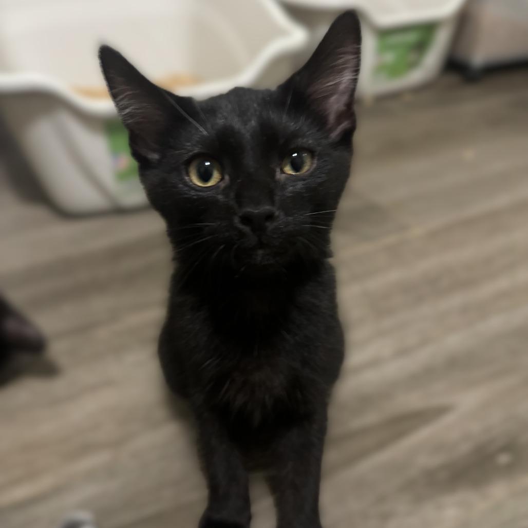 Enlarge Stetson, a Adoptable Domestic Short Hair in Richland, MI image 4/4