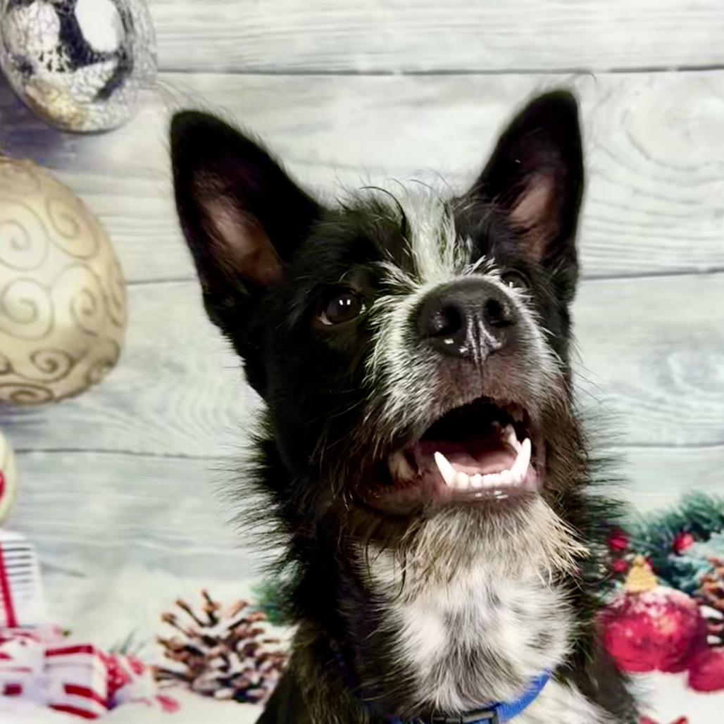 Pedro, a Adoptable Terrier in Franklin, NC image 2/3