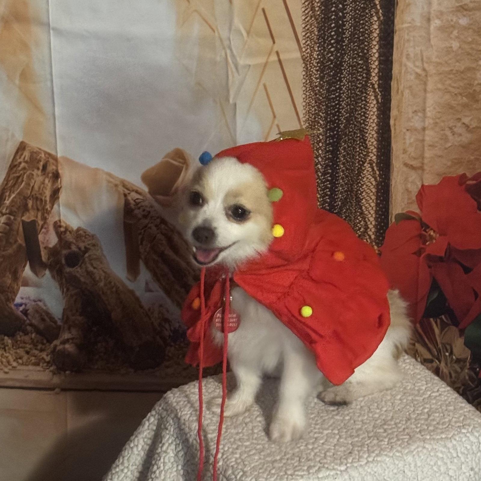 Enlarge Frosty, a Adopted Pomeranian in Garland, TX image 1/3