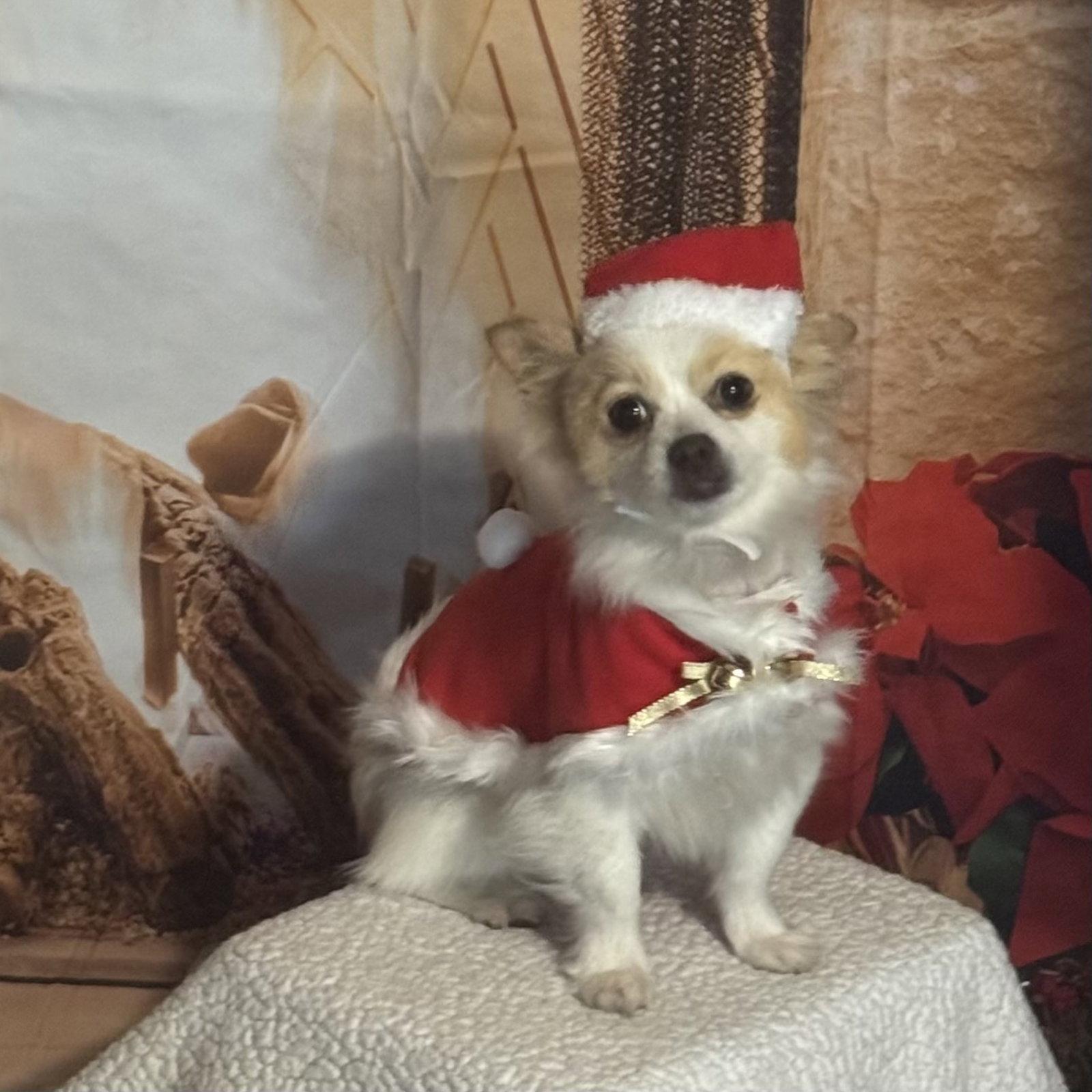 Enlarge Frosty, a Adopted Pomeranian in Garland, TX image 2/3