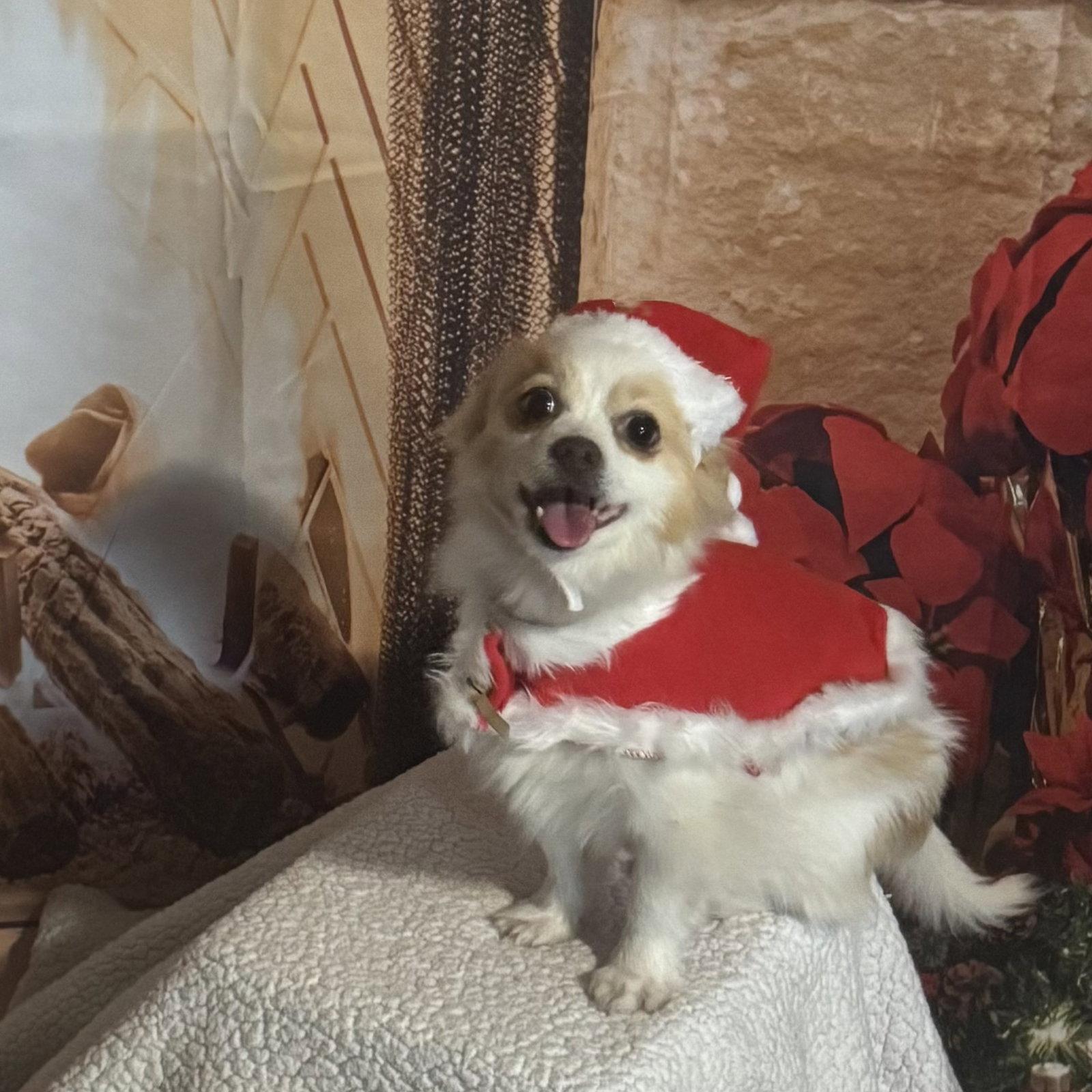 Enlarge Frosty, a Adopted Pomeranian in Garland, TX image 3/3