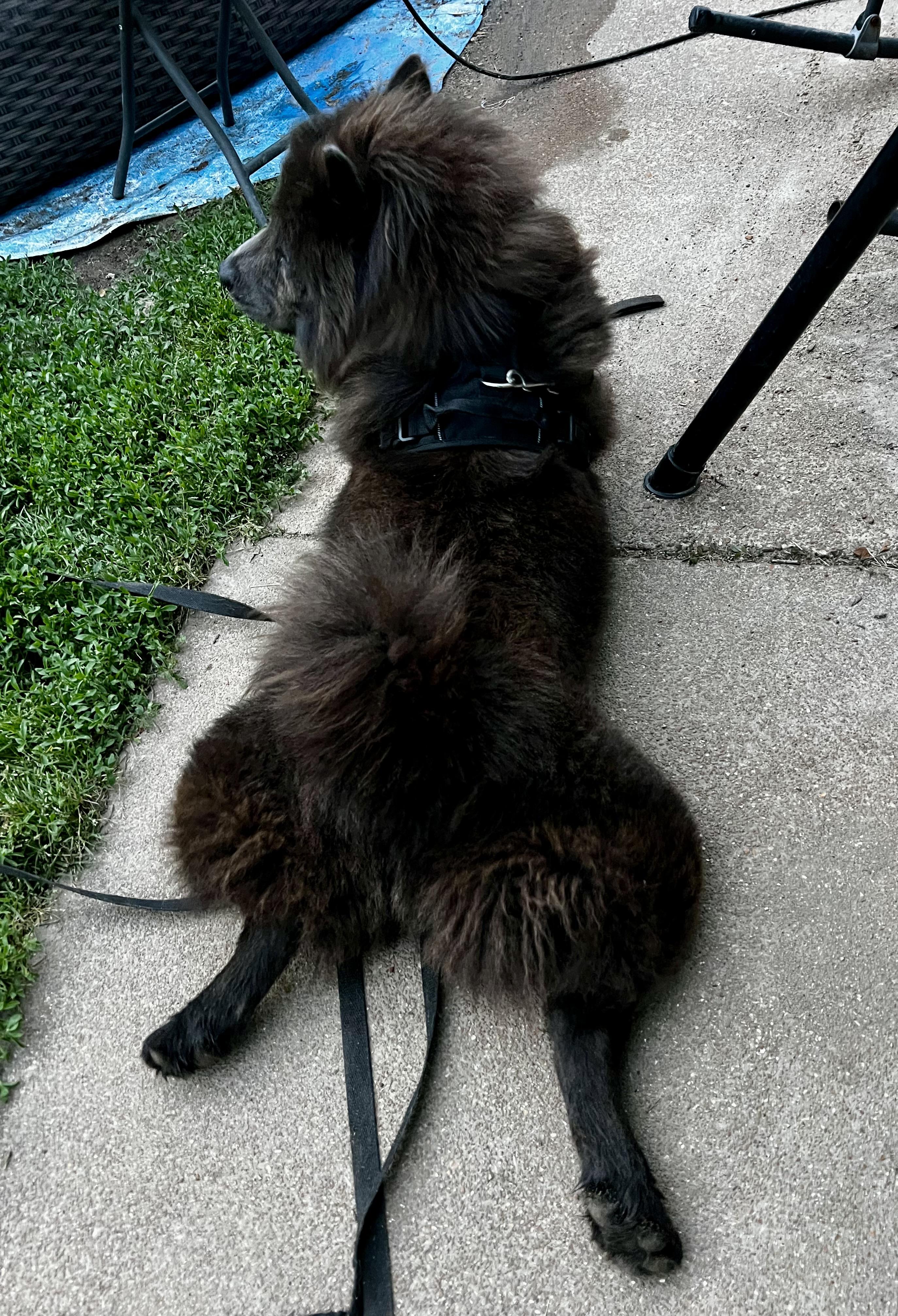 Enlarge Kratos, a Adopted Chow Chow in Saint Louis, MO image 1/3