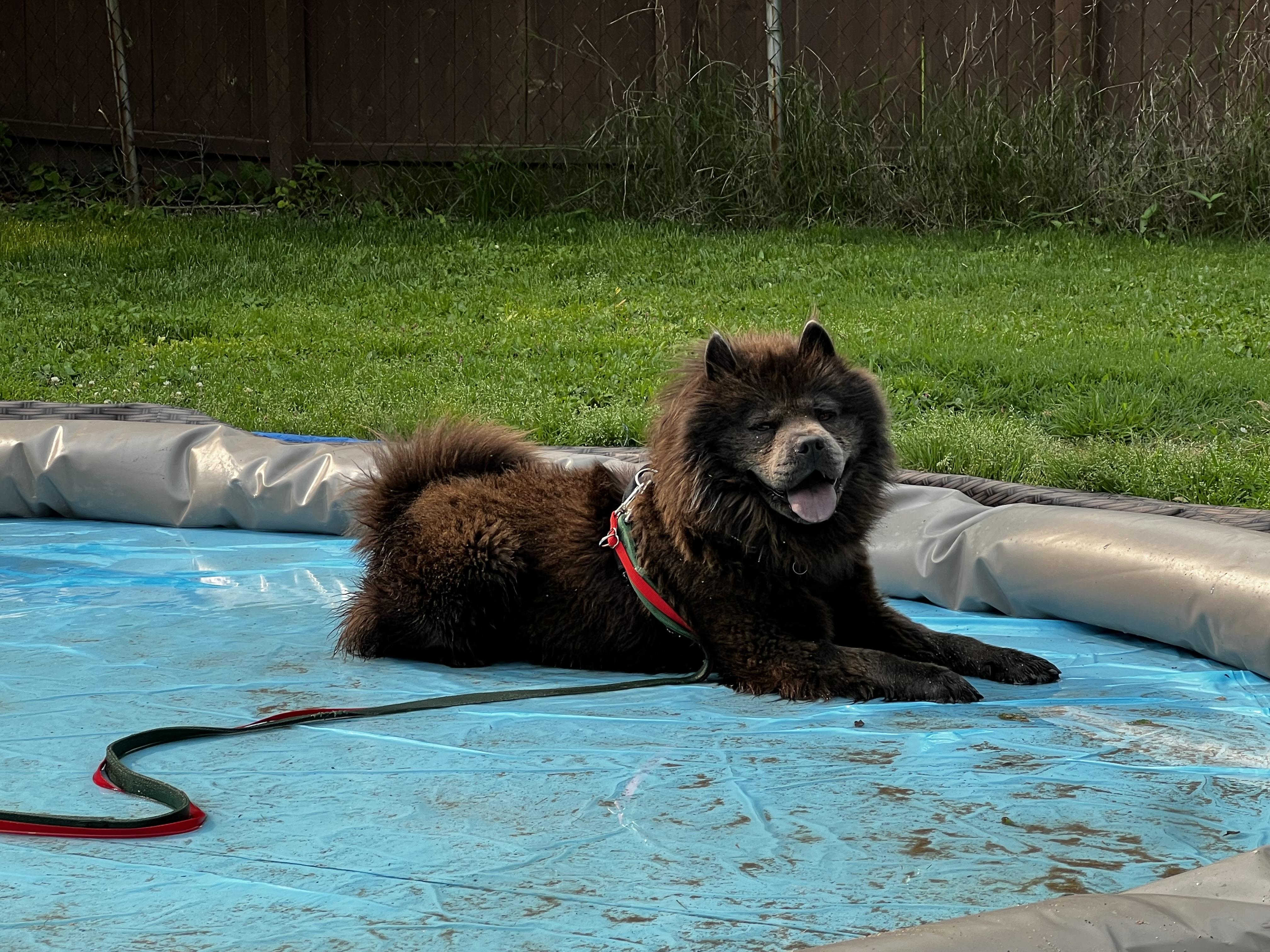 Enlarge Kratos, a Adopted Chow Chow in Saint Louis, MO image 3/3