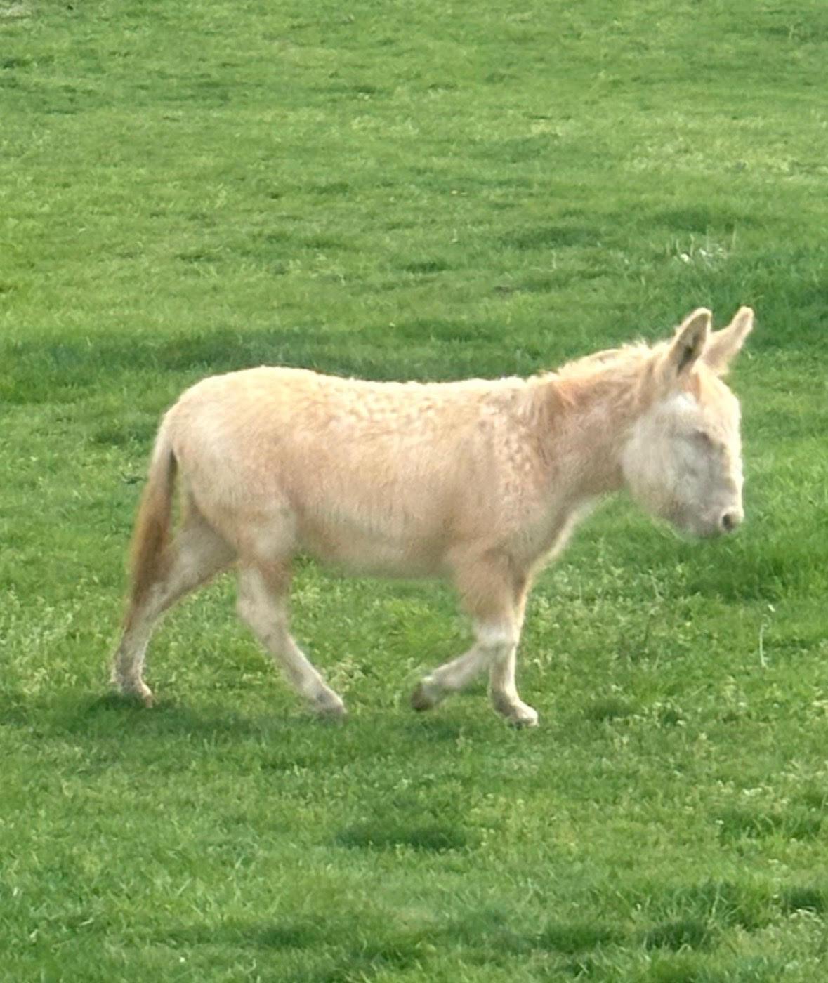 Mojave, Adoptable, Adult Male Donkey.