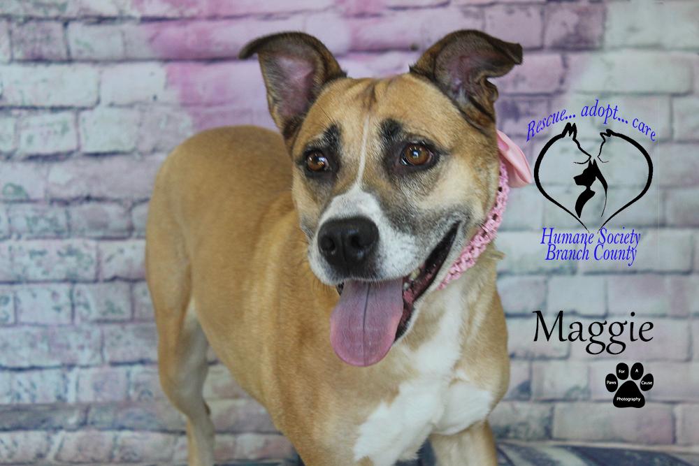 Enlarge Maggie, a Adoptable mixed breed in Quincy, MI image 5/6