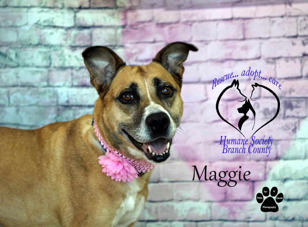 Maggie, Adoptable, Adult Female Shepherd.