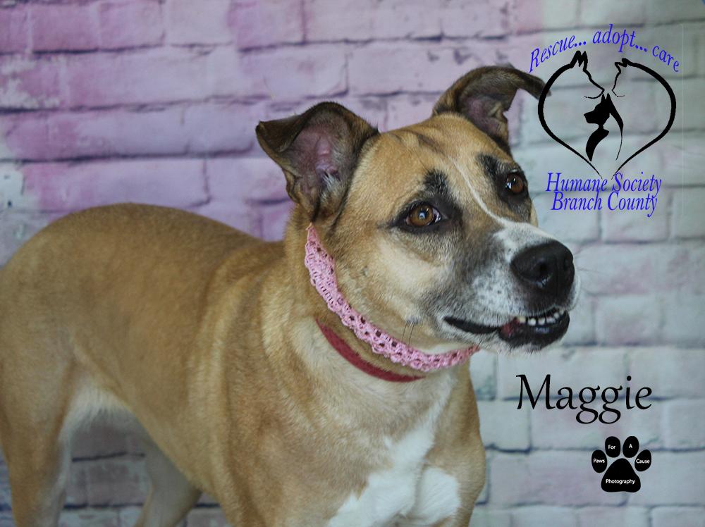 Enlarge Maggie, a Adoptable mixed breed in Quincy, MI image 6/6