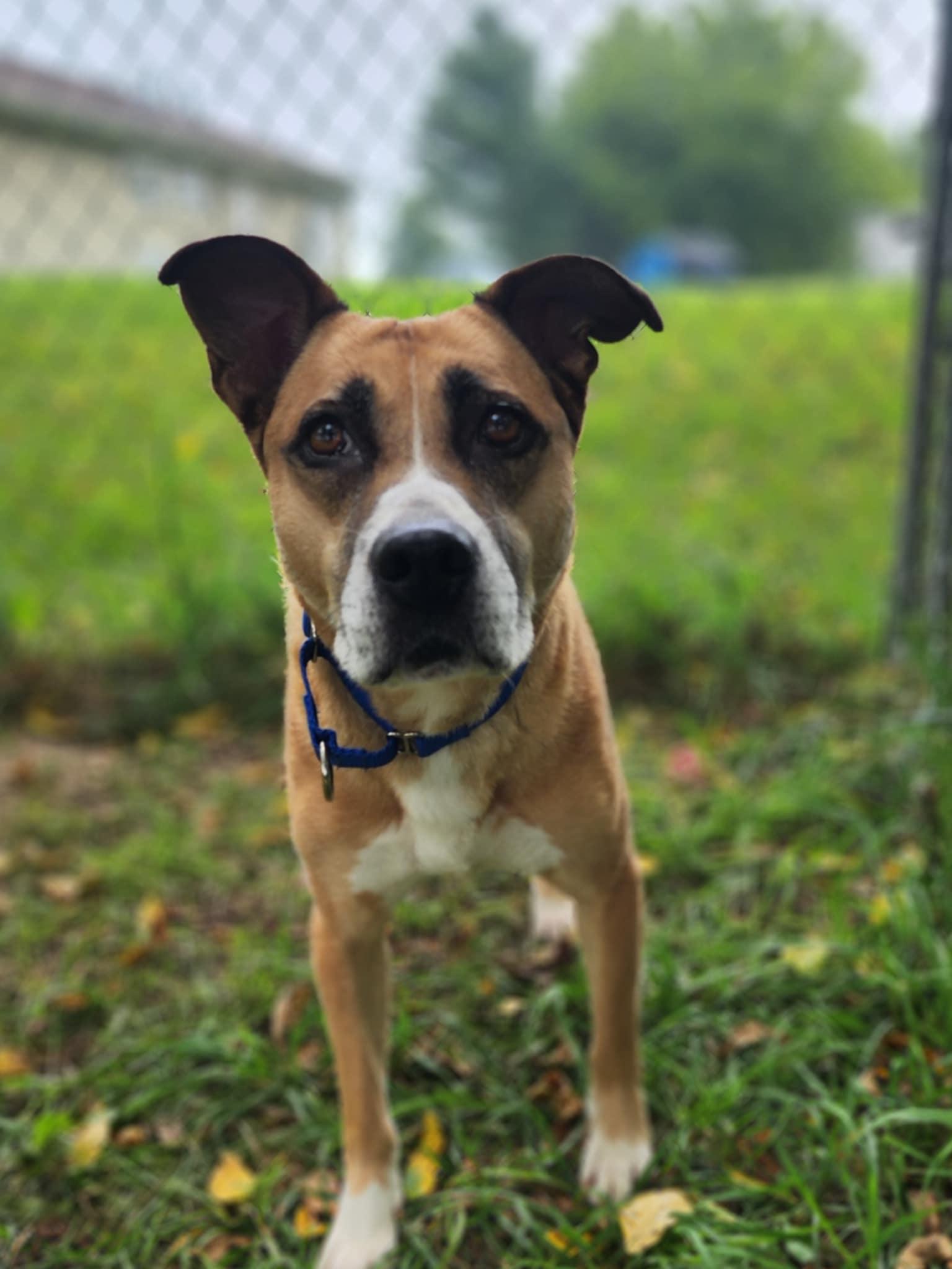 Enlarge Maggie, a Adoptable mixed breed in Quincy, MI image 4/6