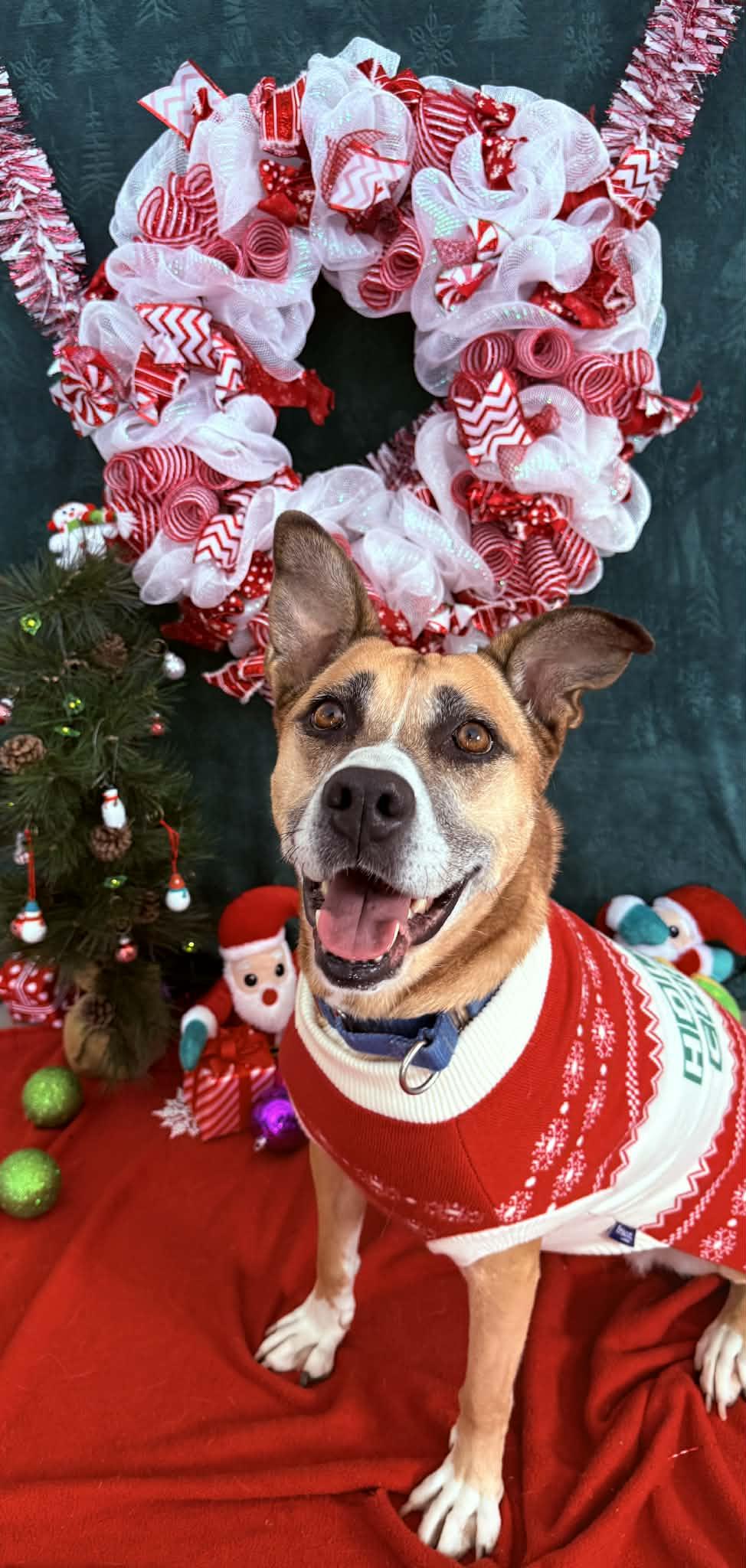 Enlarge Maggie, a Adoptable mixed breed in Quincy, MI image 2/6