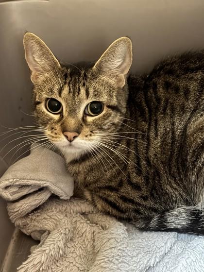 Enlarge Eva 51555, an adopted Domestic Short Hair in Oklahoma City, OK image 1/1