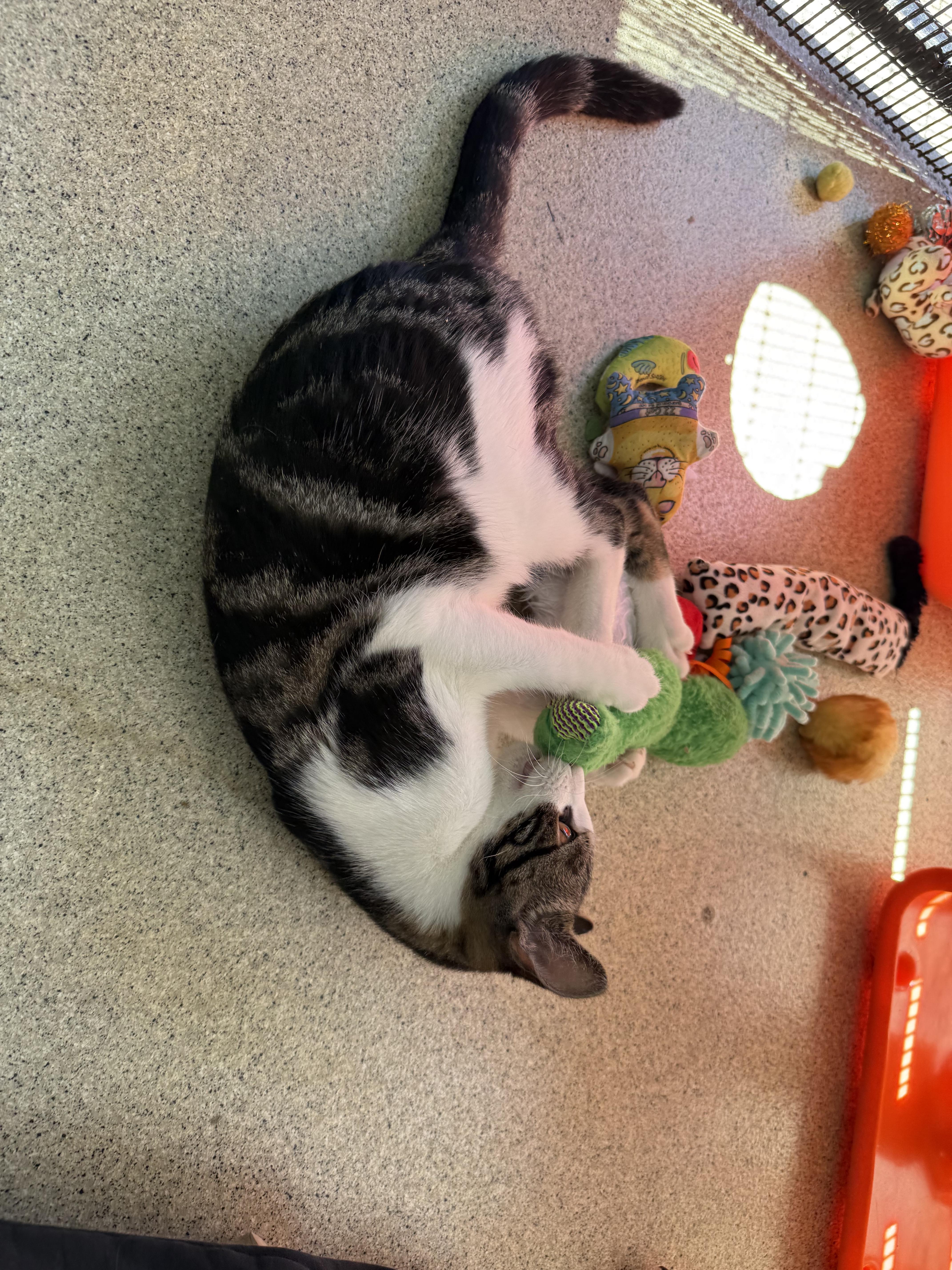Enlarge McLaren, a Adoptable Tabby in Newport Beach, CA image 3/6