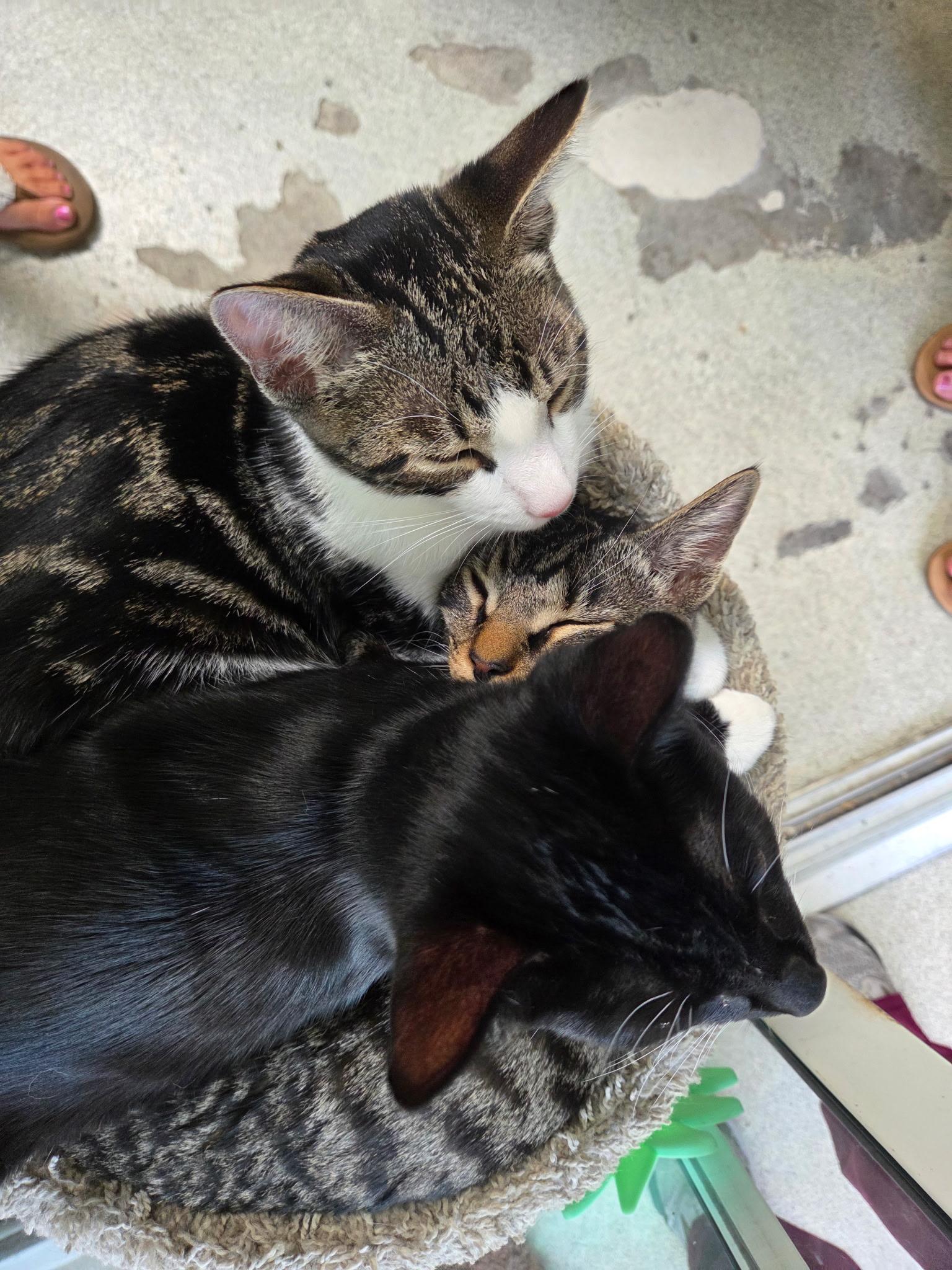 Enlarge McLaren, a Adoptable Tabby in Newport Beach, CA image 6/6