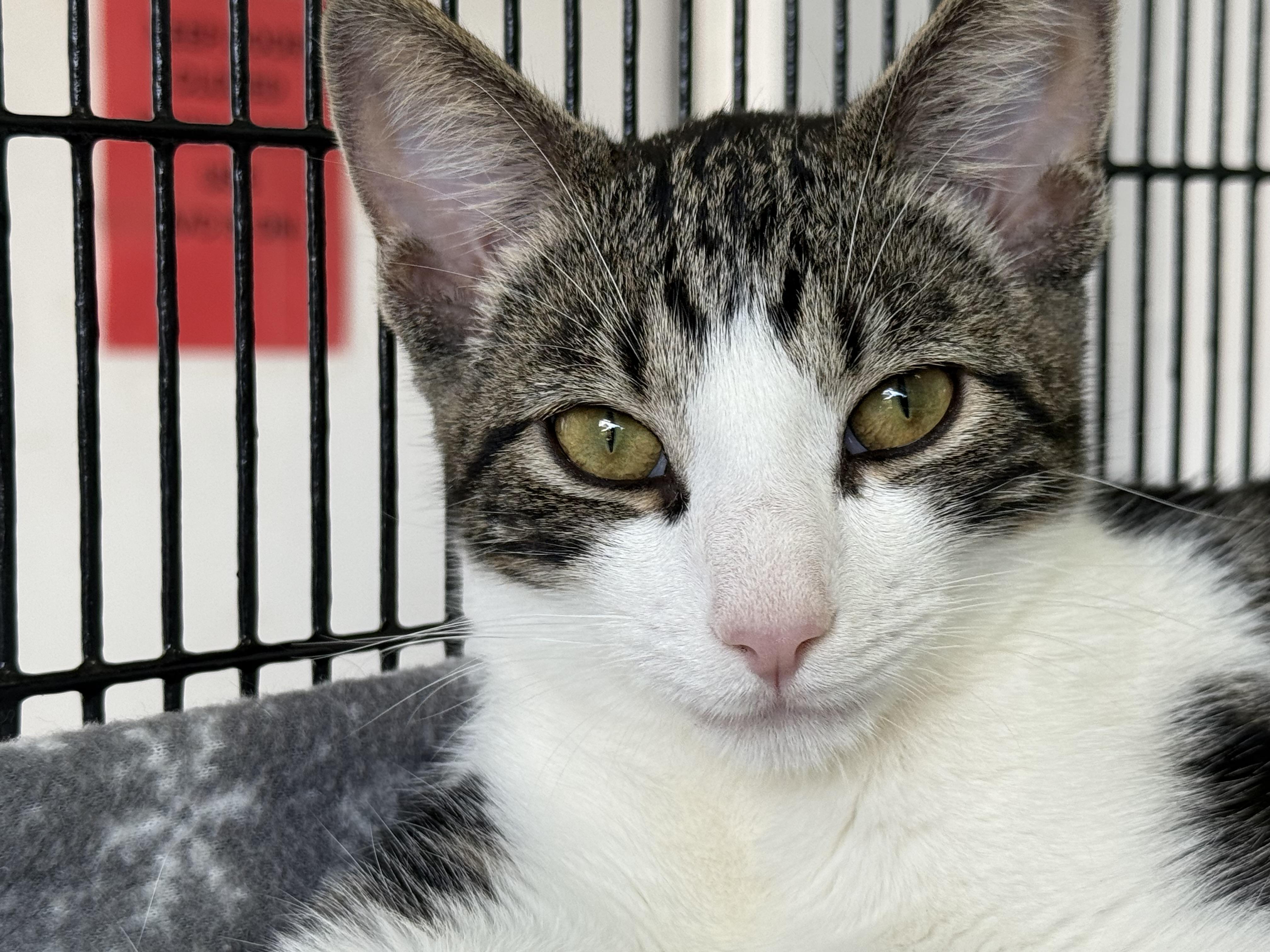 Enlarge McLaren, a Adoptable Tabby in Newport Beach, CA image 2/6