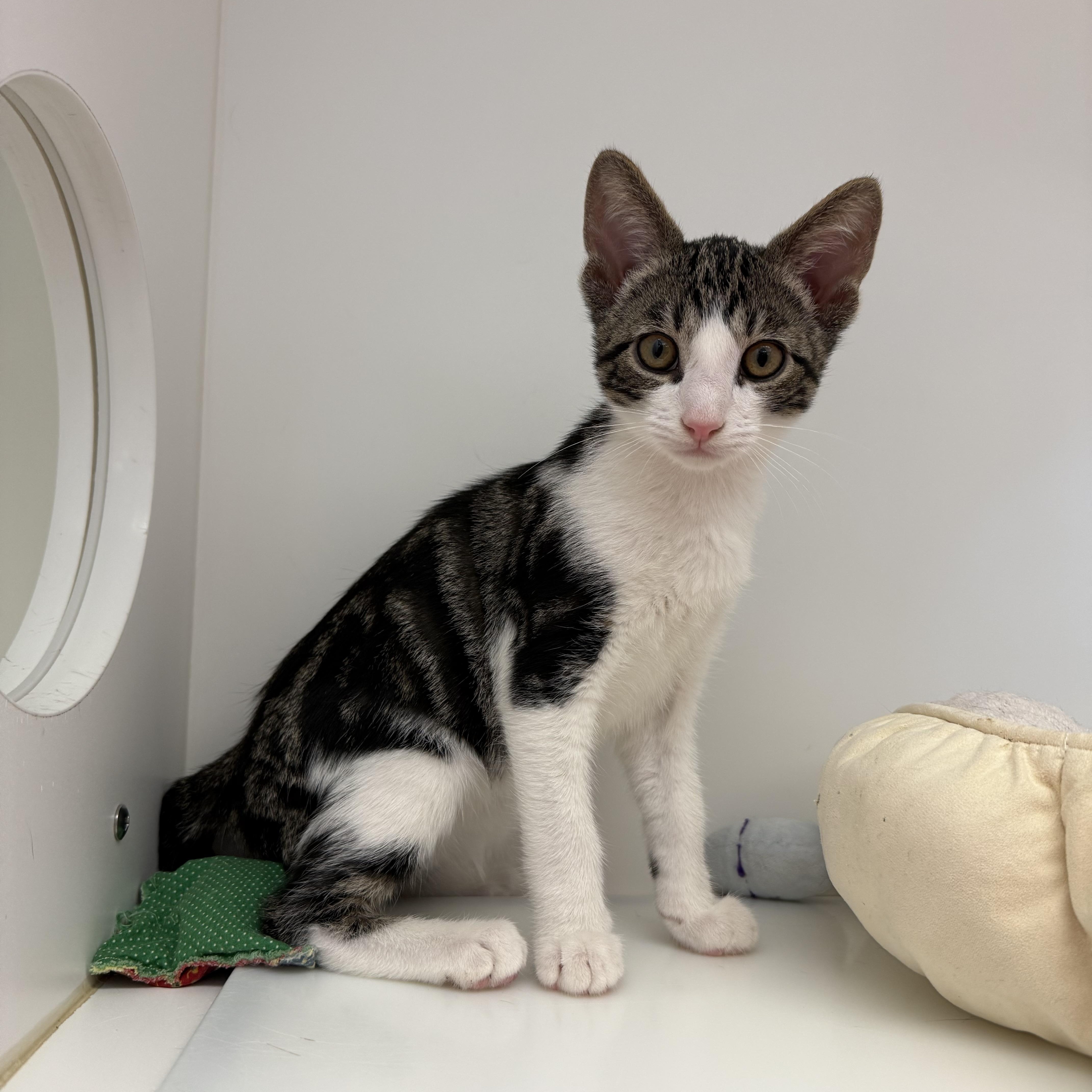 McLaren, Adoptable, Young Male Tabby.