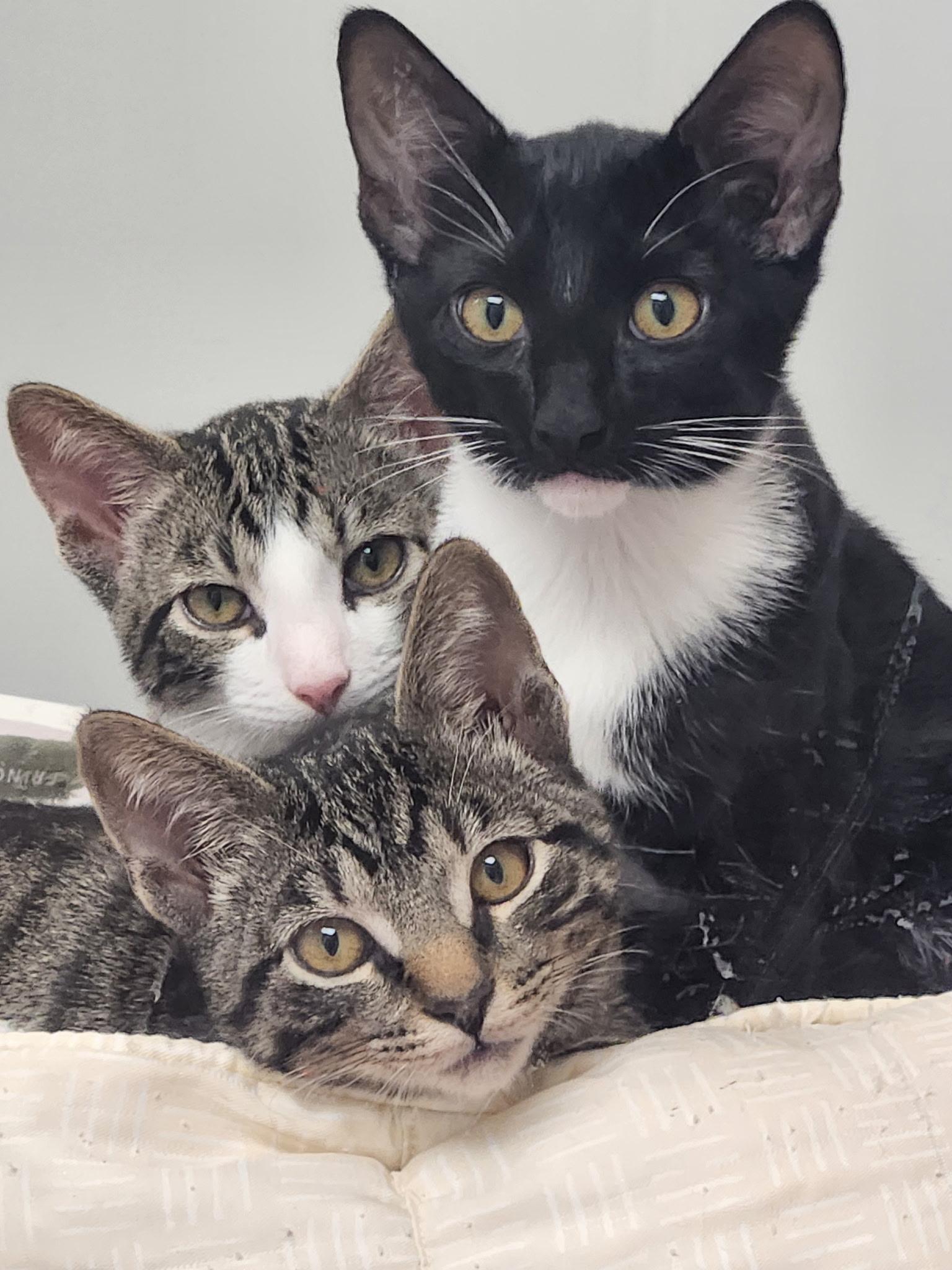 Enlarge McLaren, a Adoptable Tabby in Newport Beach, CA image 5/6