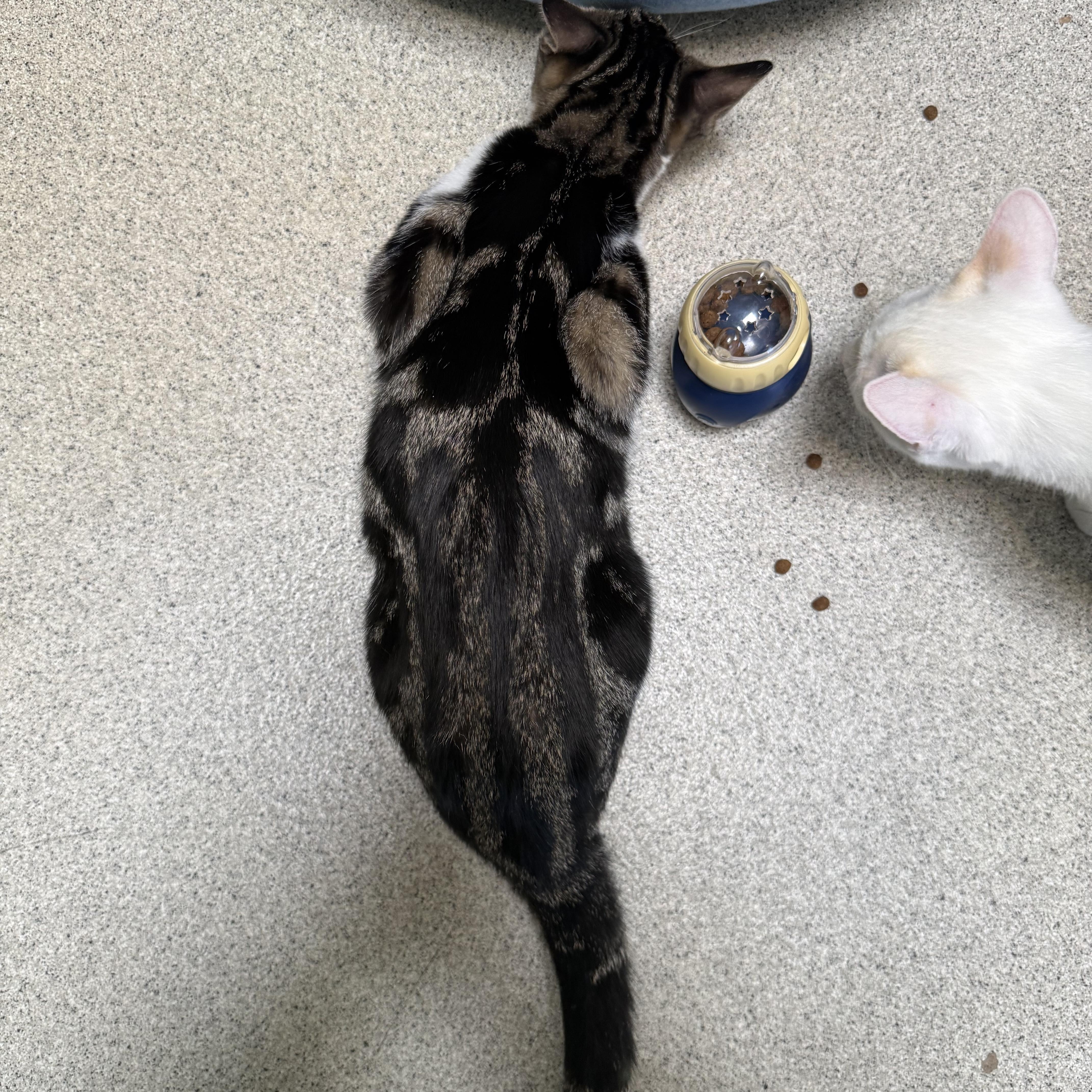 Enlarge McLaren, a Adoptable Tabby in Newport Beach, CA image 4/6