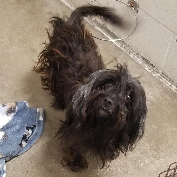 BREWSTER, Adoptable, Adult Male Terrier & Poodle.