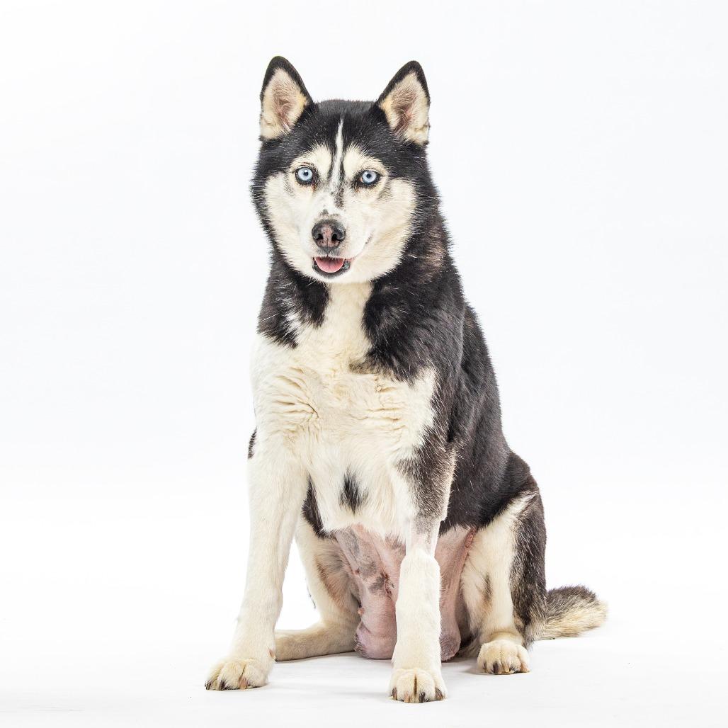 Angel's Envy, Adoptable, Senior Female Siberian Husky.
