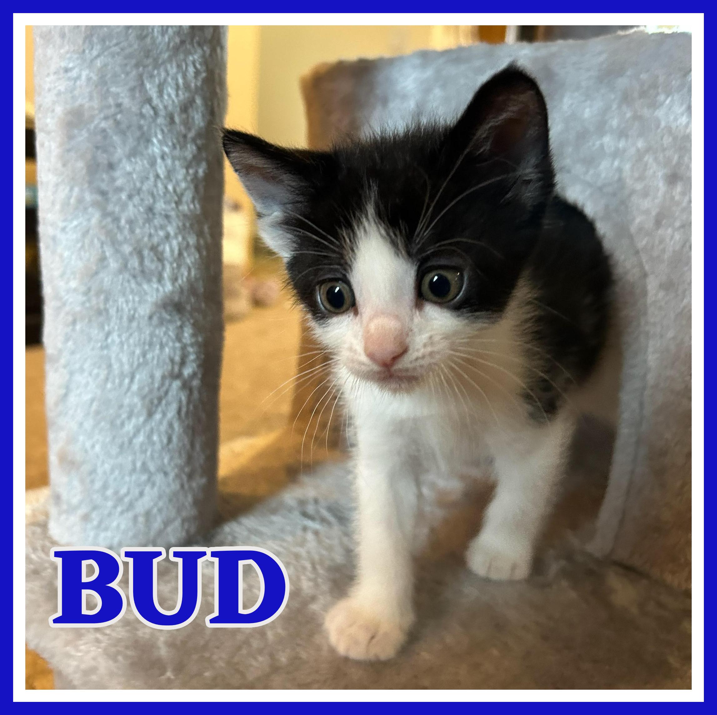 Bud, Adoptable, Kitten Male Domestic Short Hair.