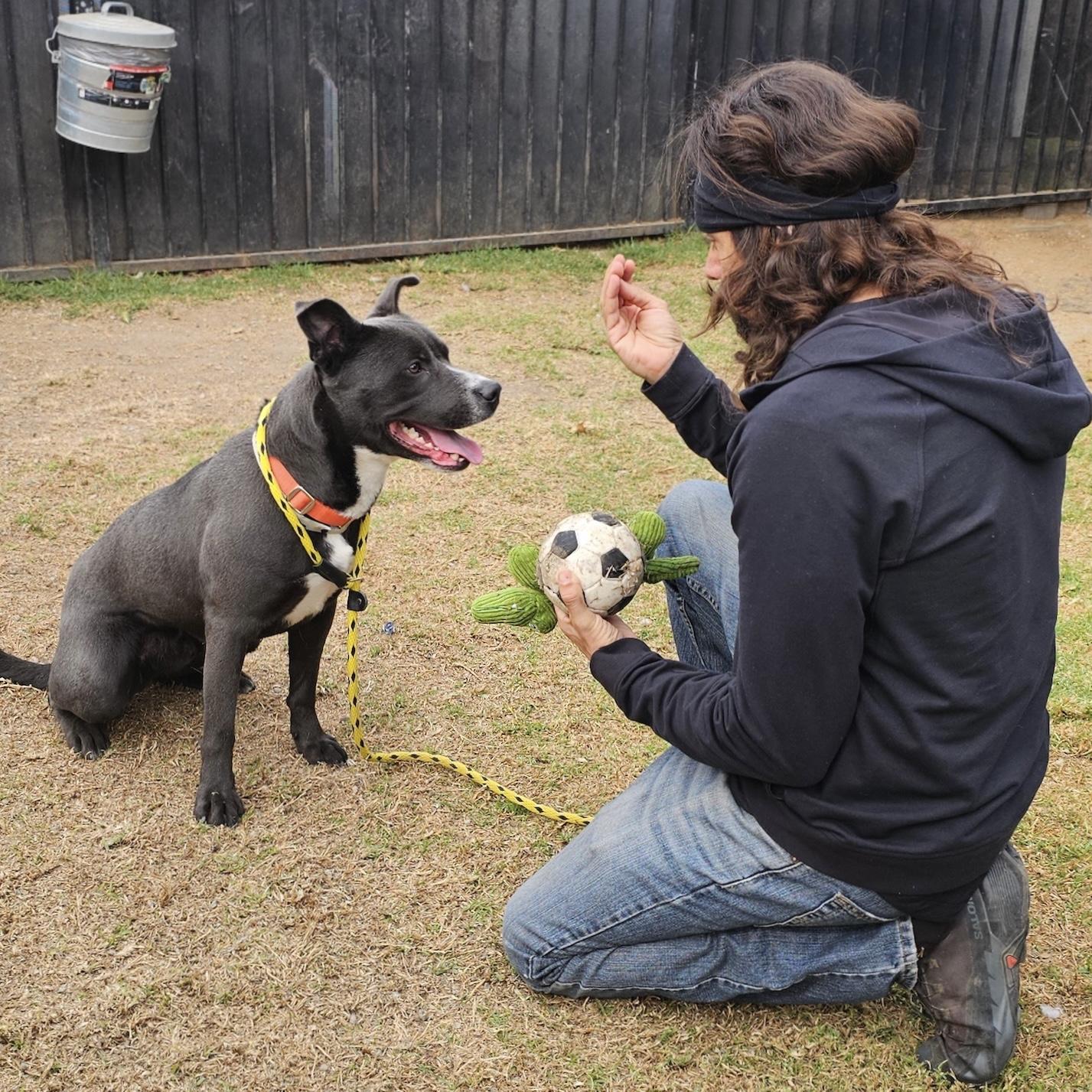 Enlarge Cass, a Adopted mixed breed in Long Beach, CA image 1/6