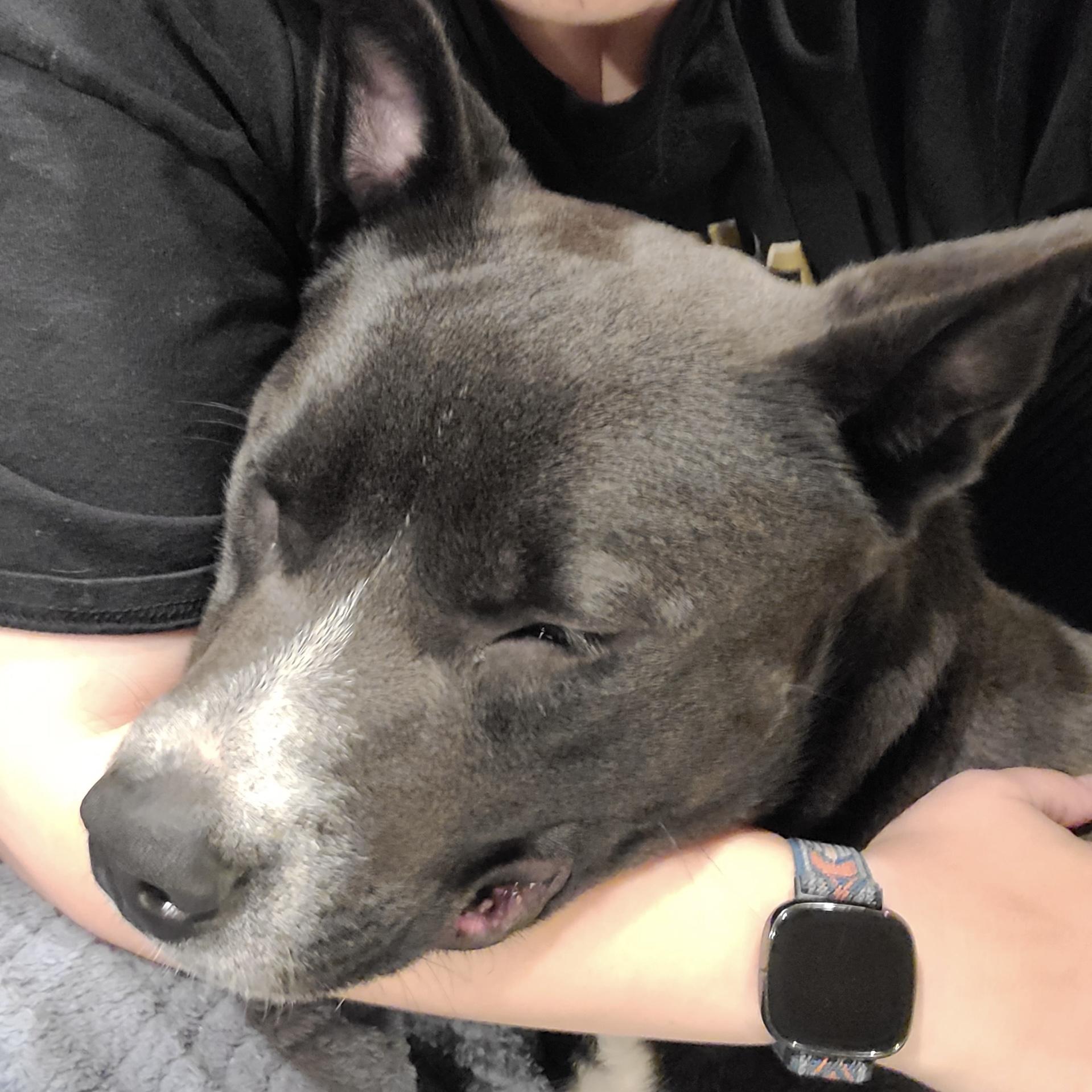 Enlarge Cass, a Adopted mixed breed in Long Beach, CA image 3/6