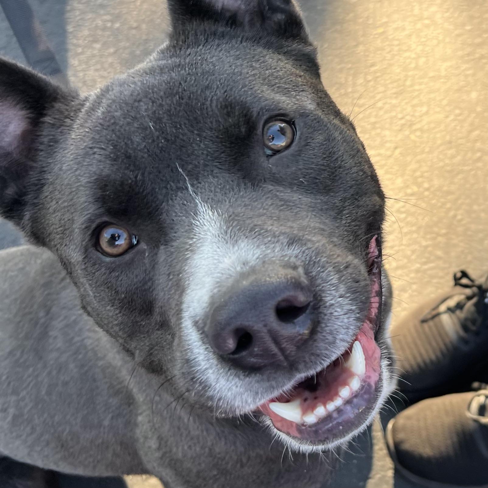 Enlarge Cass, a Adopted mixed breed in Long Beach, CA image 4/6