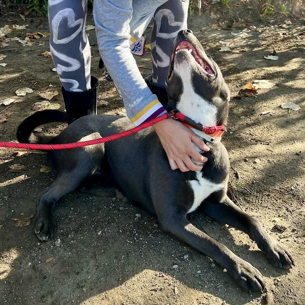 Enlarge Cass, a Adopted mixed breed in Long Beach, CA image 5/6