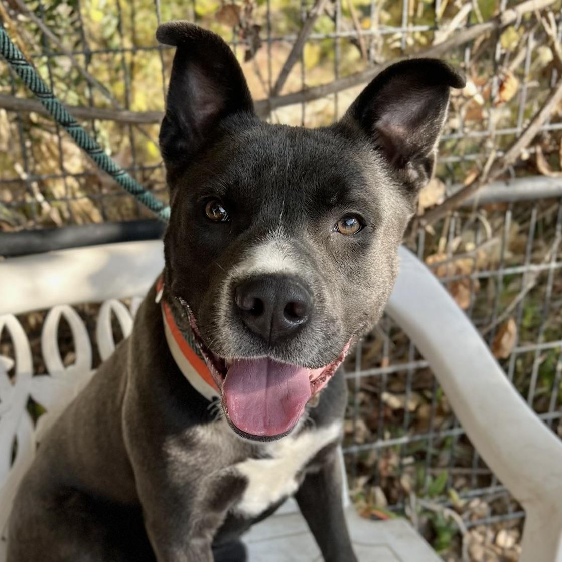 Enlarge Cass, a Adopted mixed breed in Long Beach, CA image 6/6