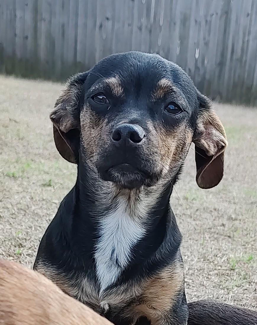 Enlarge Sonny, an adopted mixed breed in Mary Esther, FL image 5/5