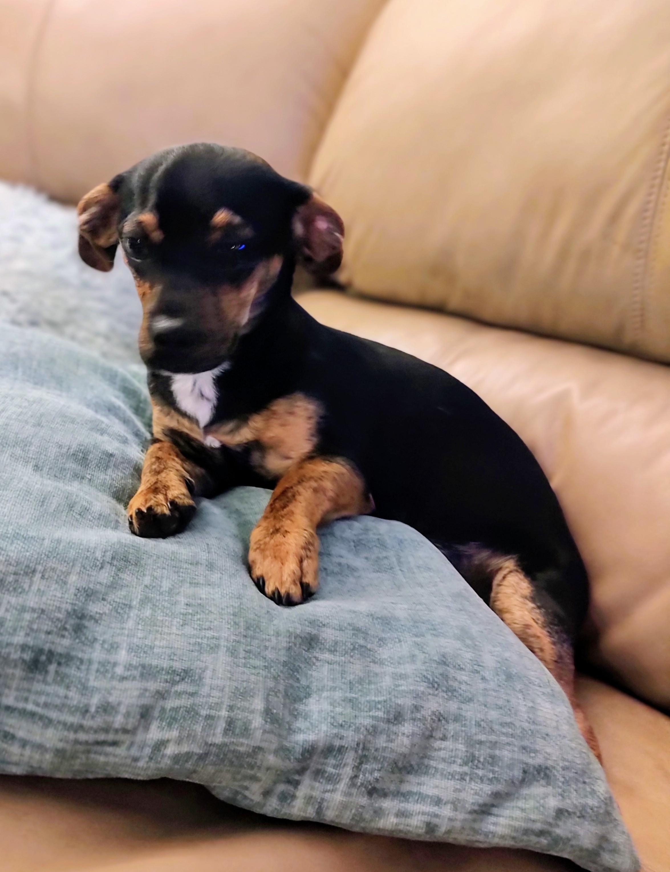 Enlarge Sonny, an adopted mixed breed in Mary Esther, FL image 2/5