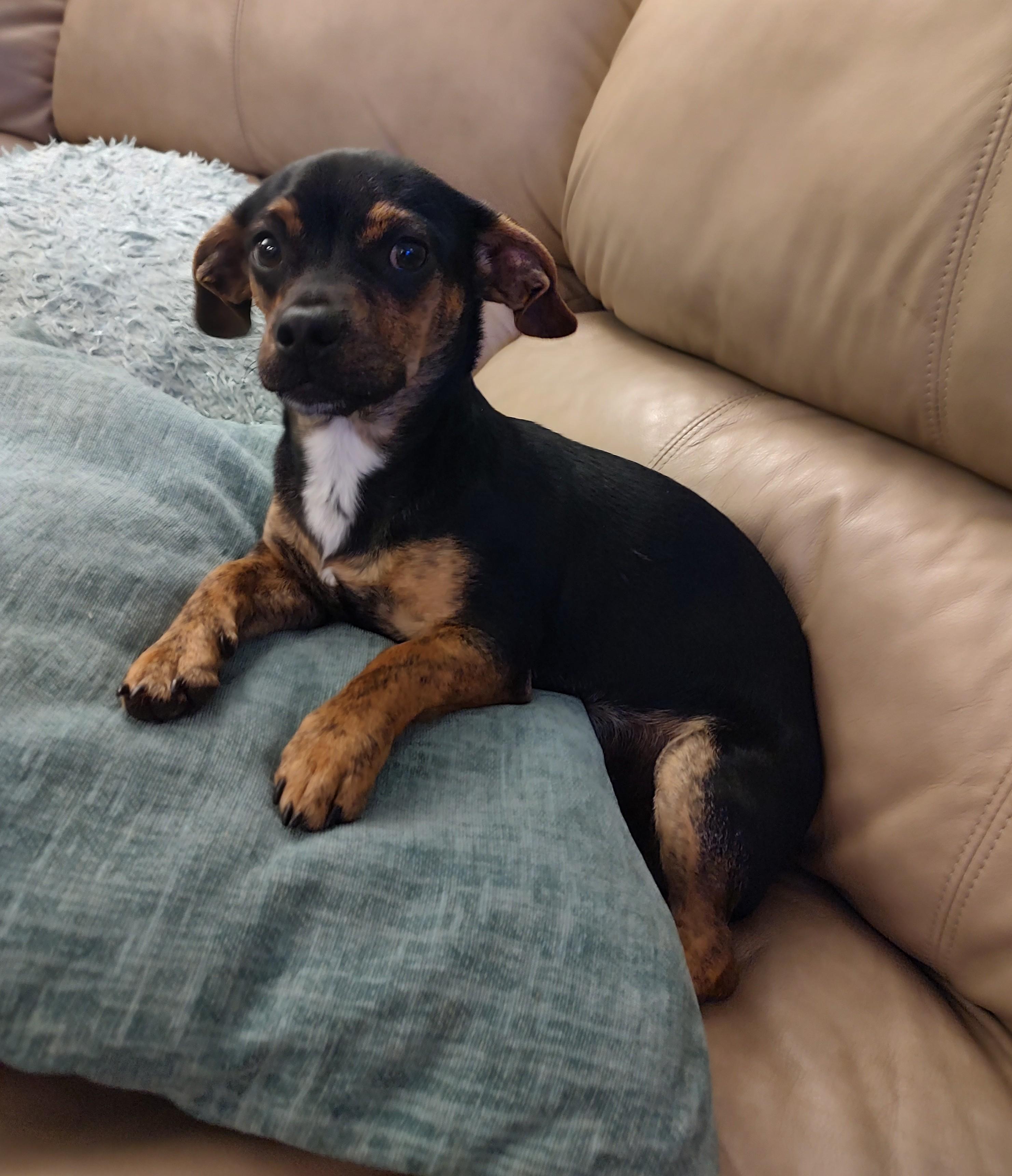 Enlarge Sonny, an adopted mixed breed in Mary Esther, FL image 3/5