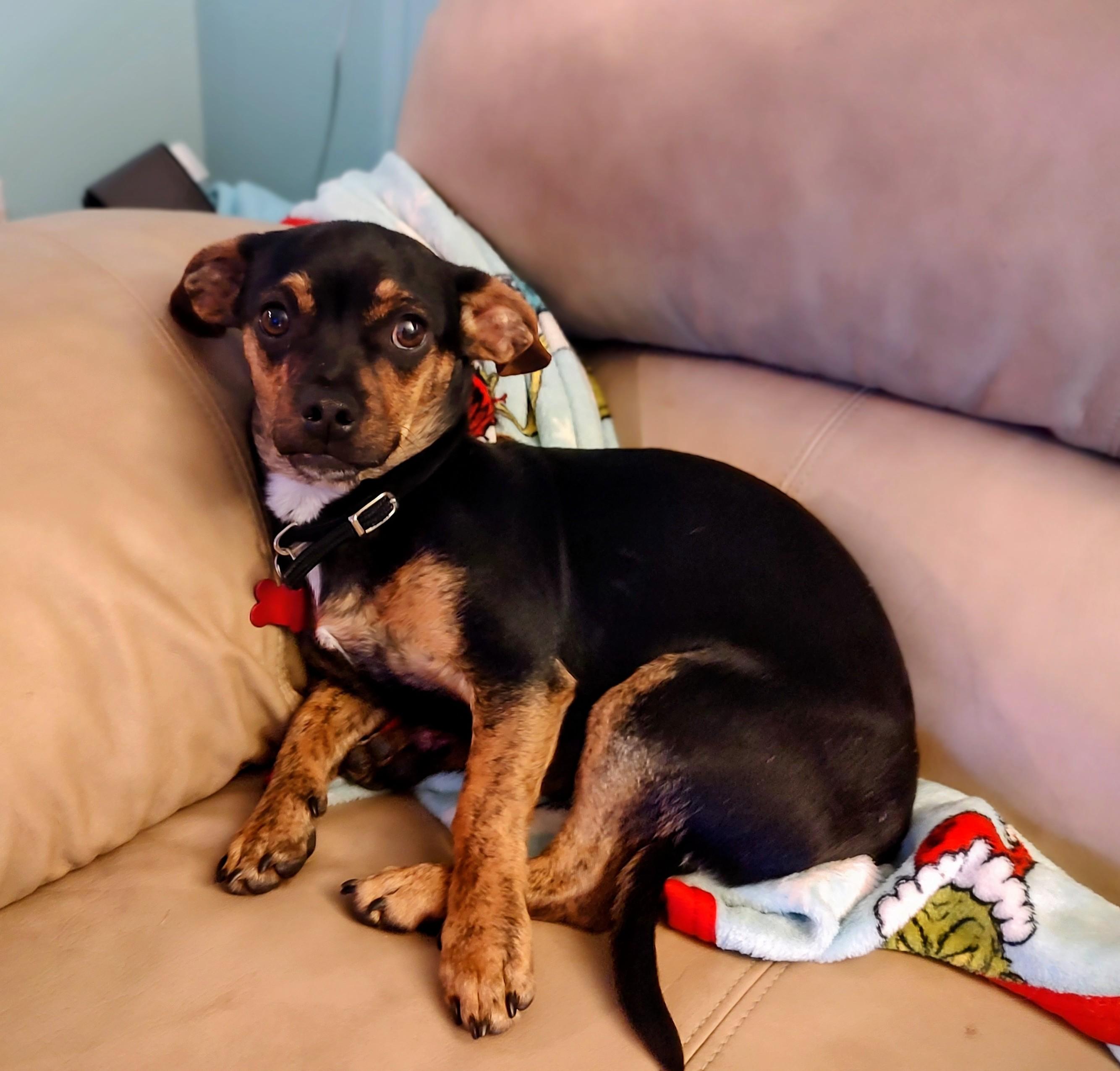 Sonny, adopted, Young Male Chihuahua & Dachshund.