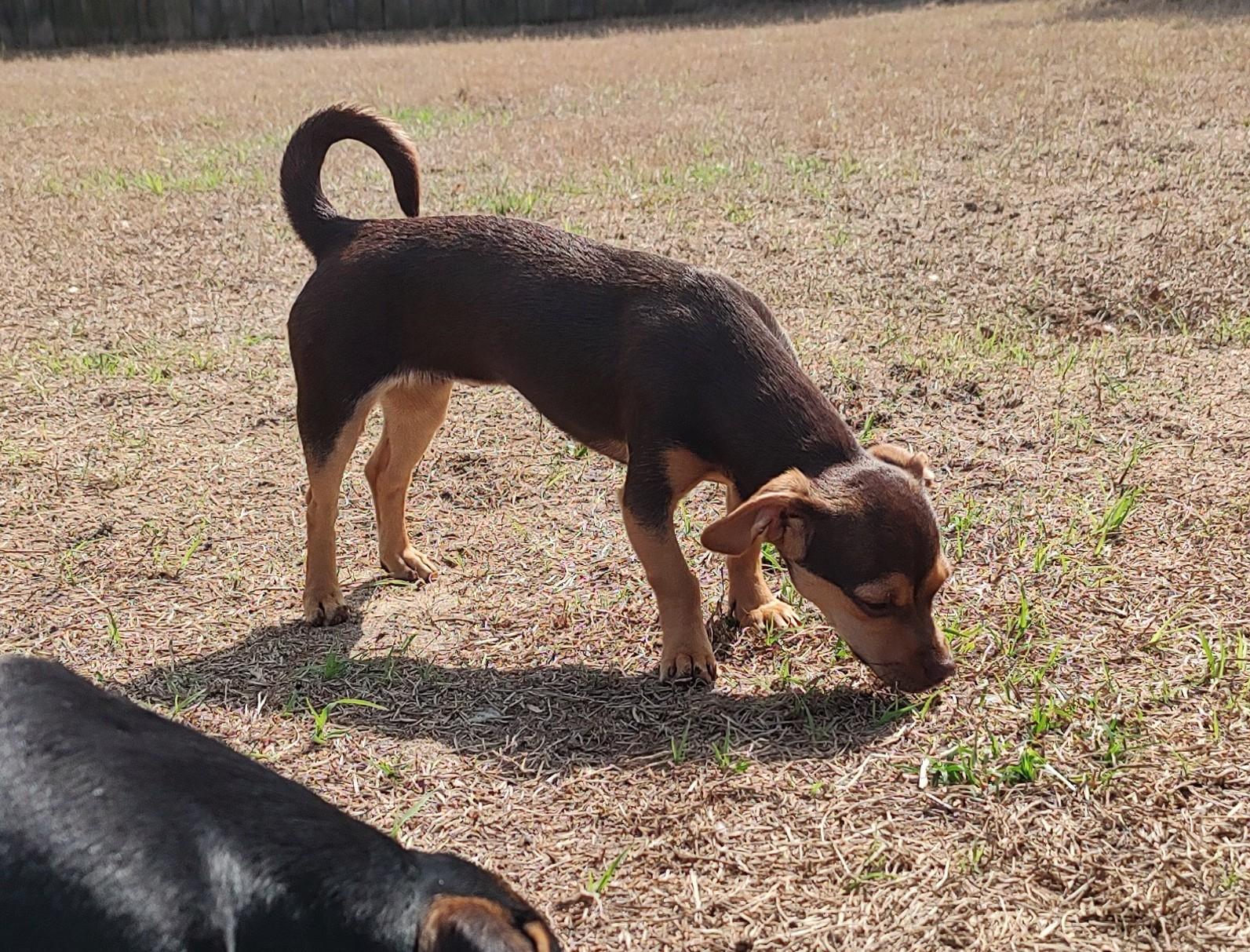 Enlarge Sonny, an adopted mixed breed in Mary Esther, FL image 4/5