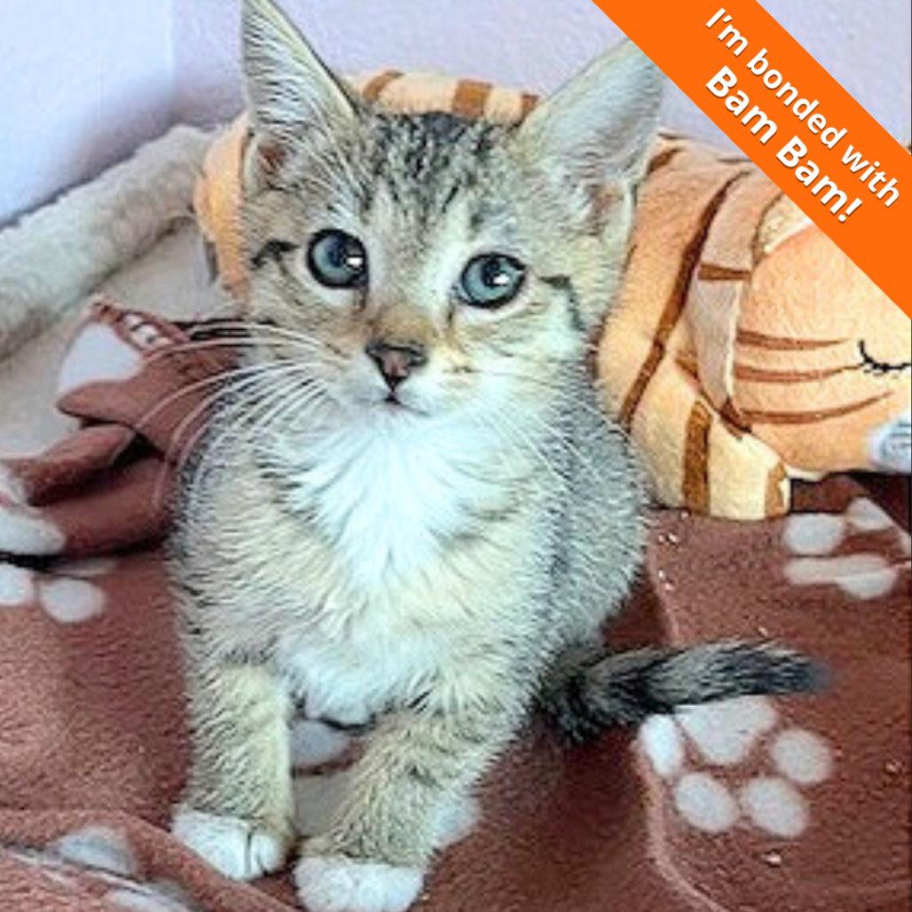 Enlarge Pebbles, a Adoptable Domestic Short Hair in Pleasant Hill, CA image 1/2