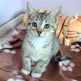 Enlarge Pebbles, a Adoptable Domestic Short Hair in Pleasant Hill, CA image 2/2