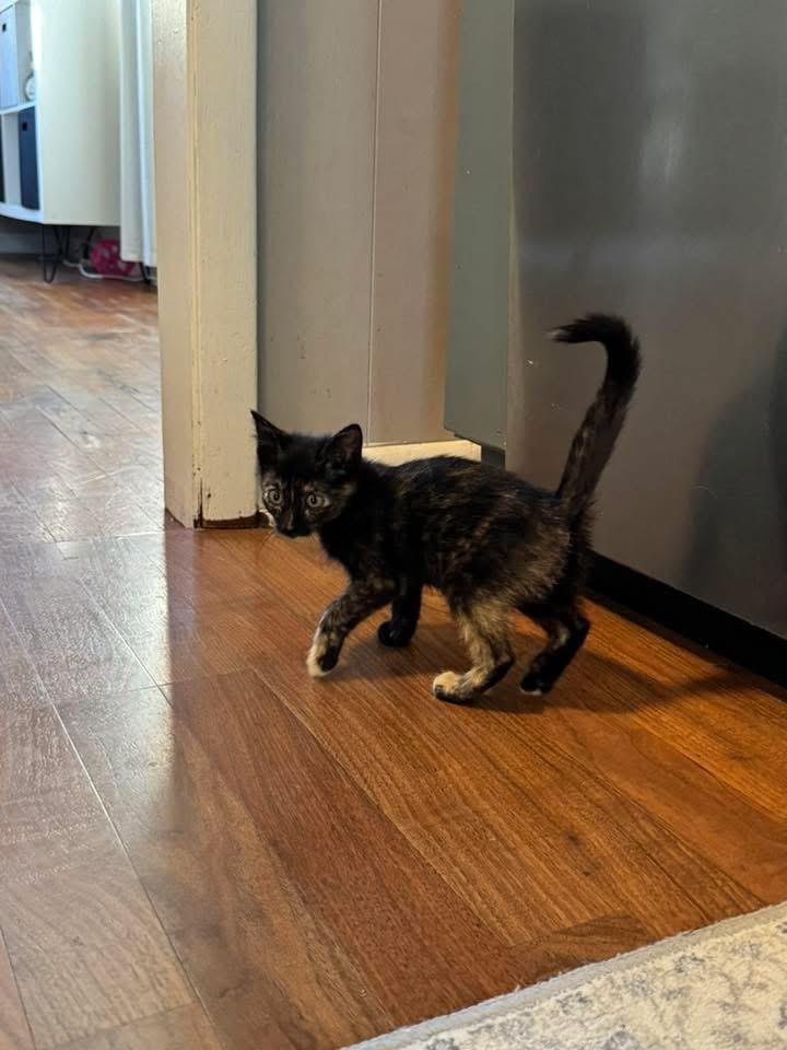 Enlarge Ella, an adoptable Domestic Short Hair in Manhattan, KS image 1/3