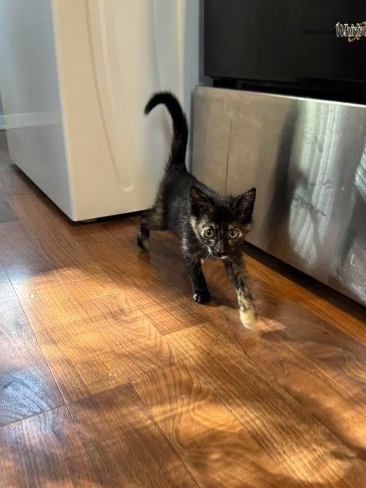 Enlarge Ella, an adoptable Domestic Short Hair in Manhattan, KS image 2/3