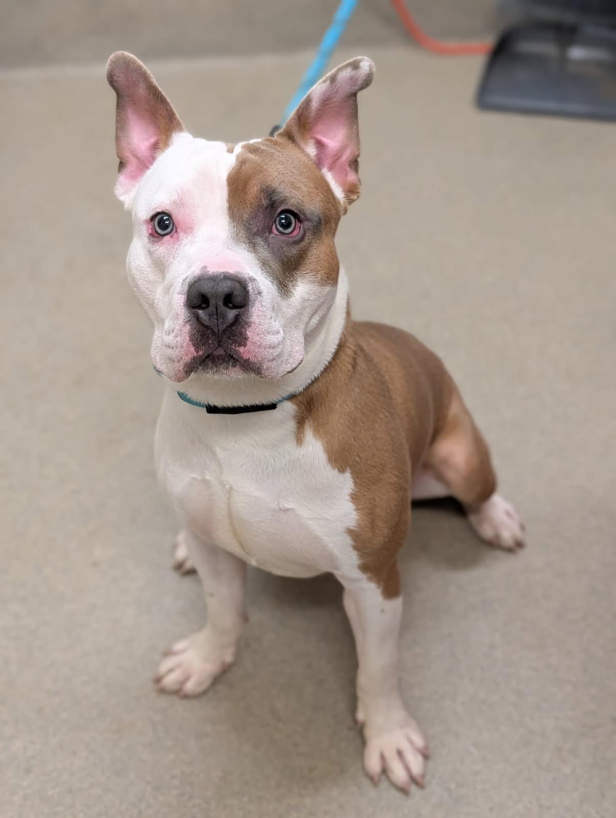 Enlarge Lion, a ADOPTABLE mixed breed in Mount Vernon, OH image 2/3