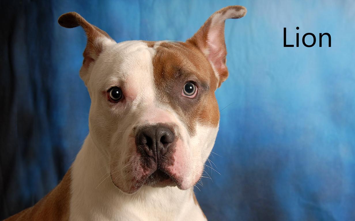 Lion, ADOPTABLE, Young Male Boxer & Pit Bull Terrier.
