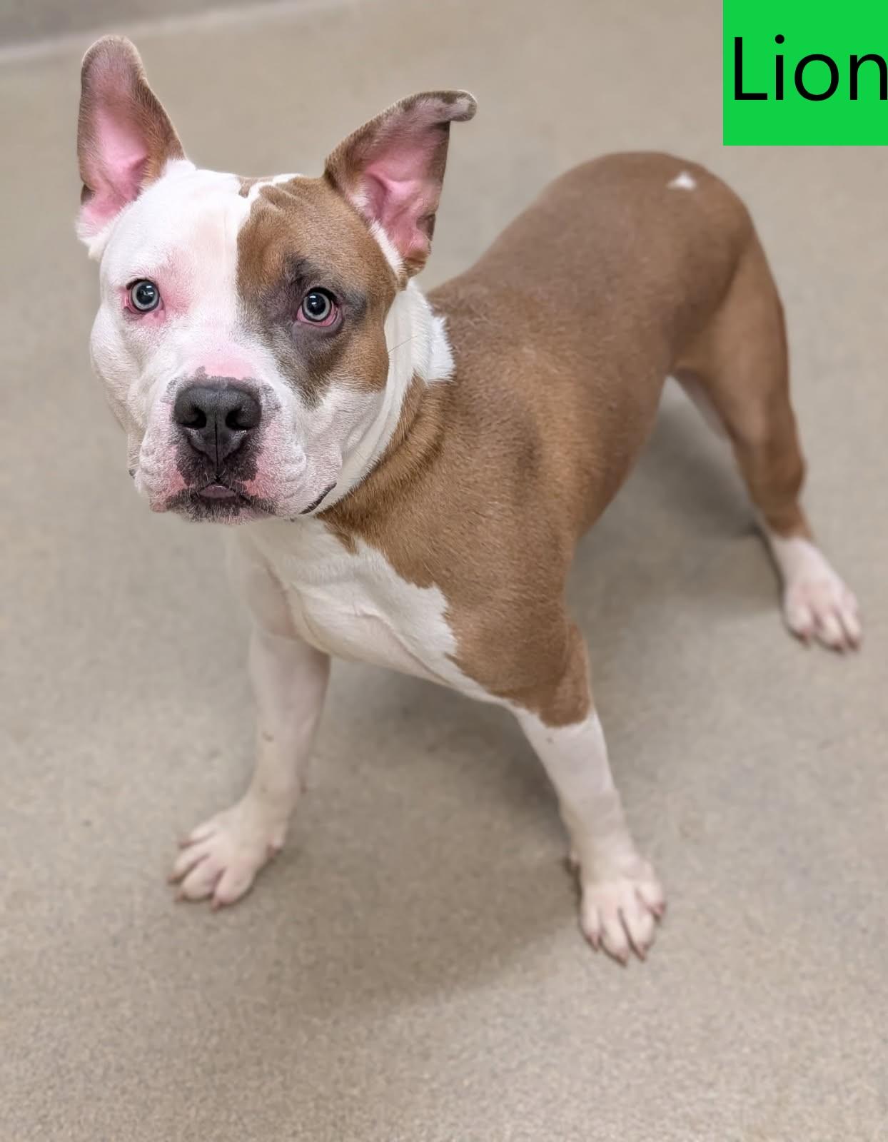 Enlarge Lion, a ADOPTABLE mixed breed in Mount Vernon, OH image 3/3