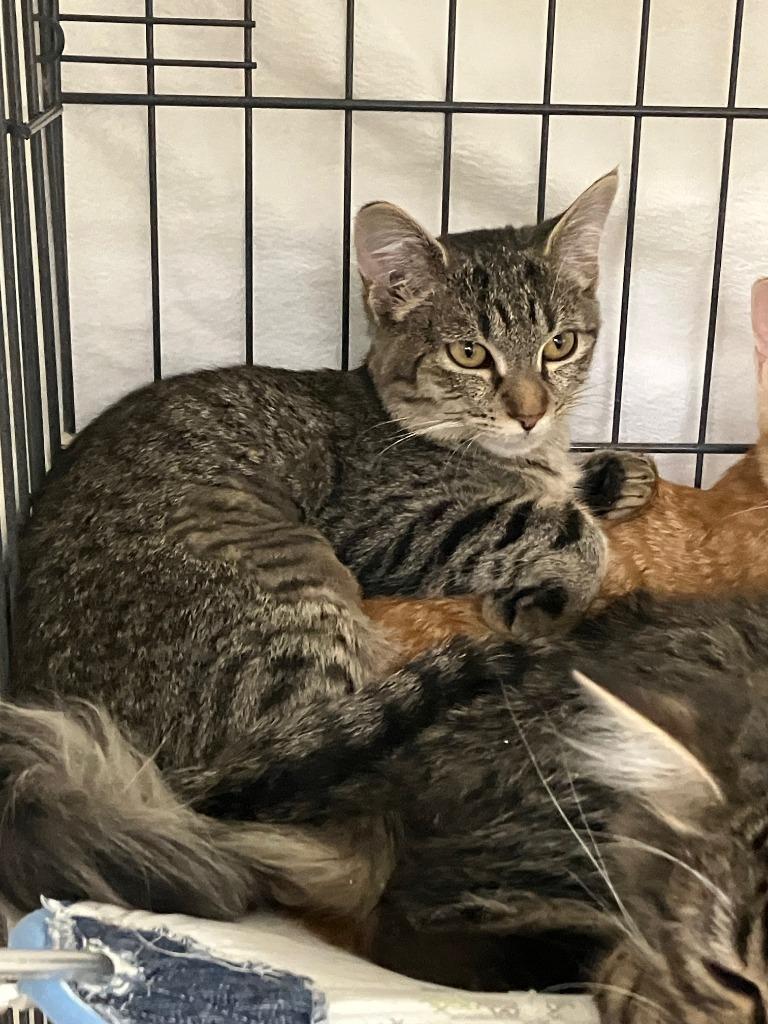 Batman, Adoptable, Kitten Female Domestic Short Hair.