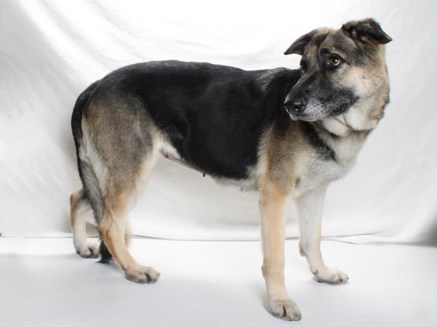 Enlarge DORA, a Adoptable German Shepherd Dog in Burbank, CA image 1/1