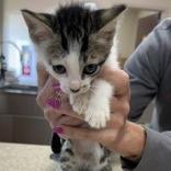 Enlarge Ringo, a Adoptable Domestic Short Hair in Kinston, NC image 5/5