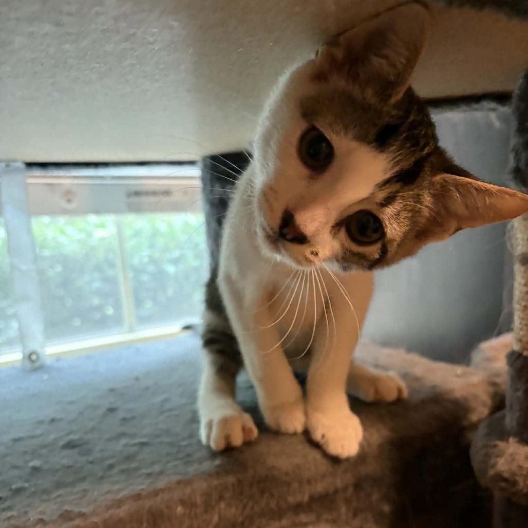 Enlarge Ringo, a Adoptable Domestic Short Hair in Kinston, NC image 3/5