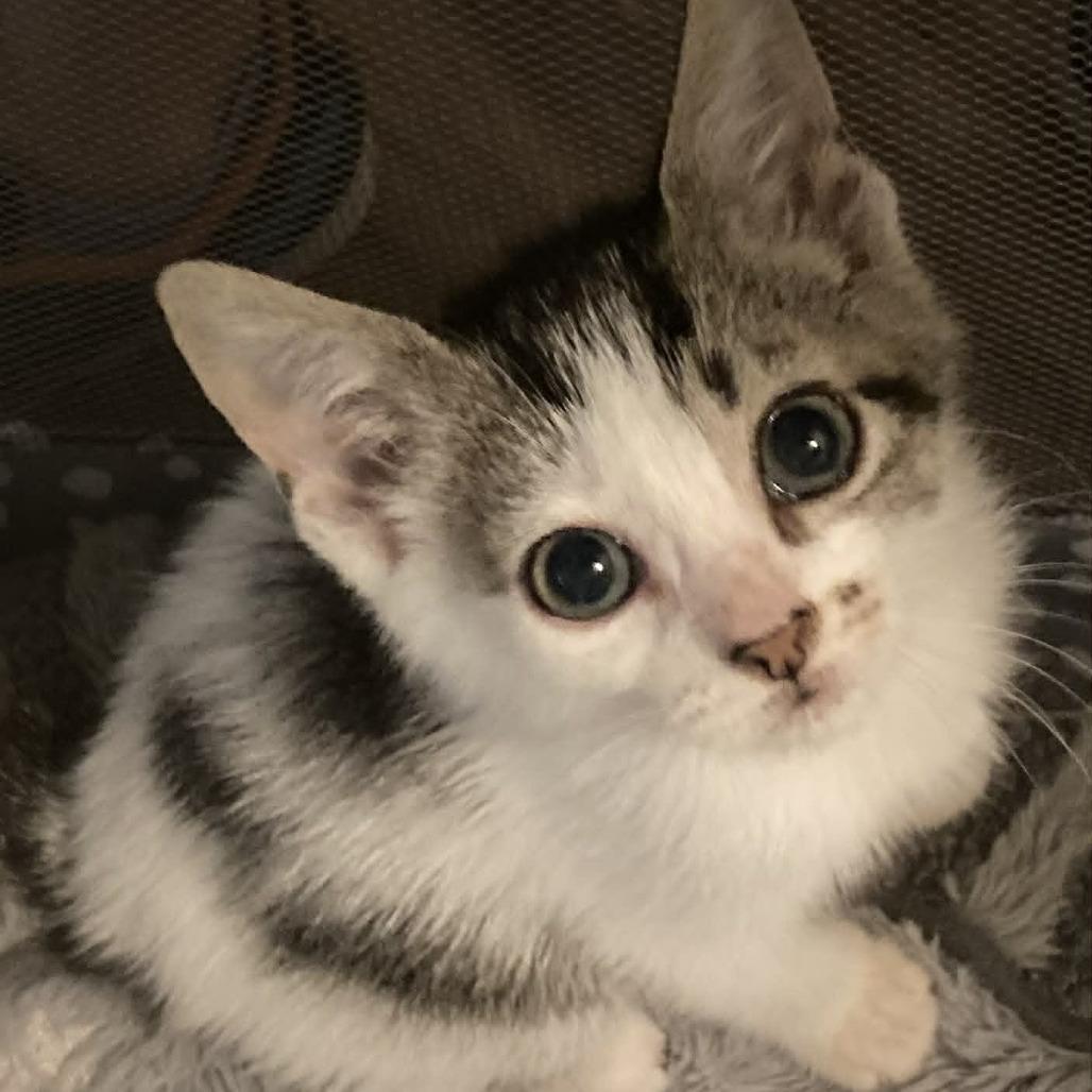 Enlarge Ringo, a Adoptable Domestic Short Hair in Kinston, NC image 4/5