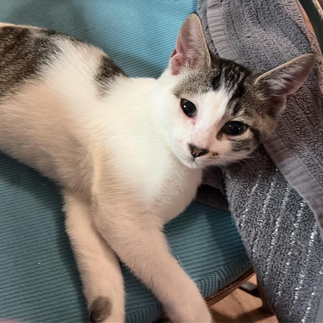 Ringo, Adoptable, Kitten Male Domestic Short Hair.