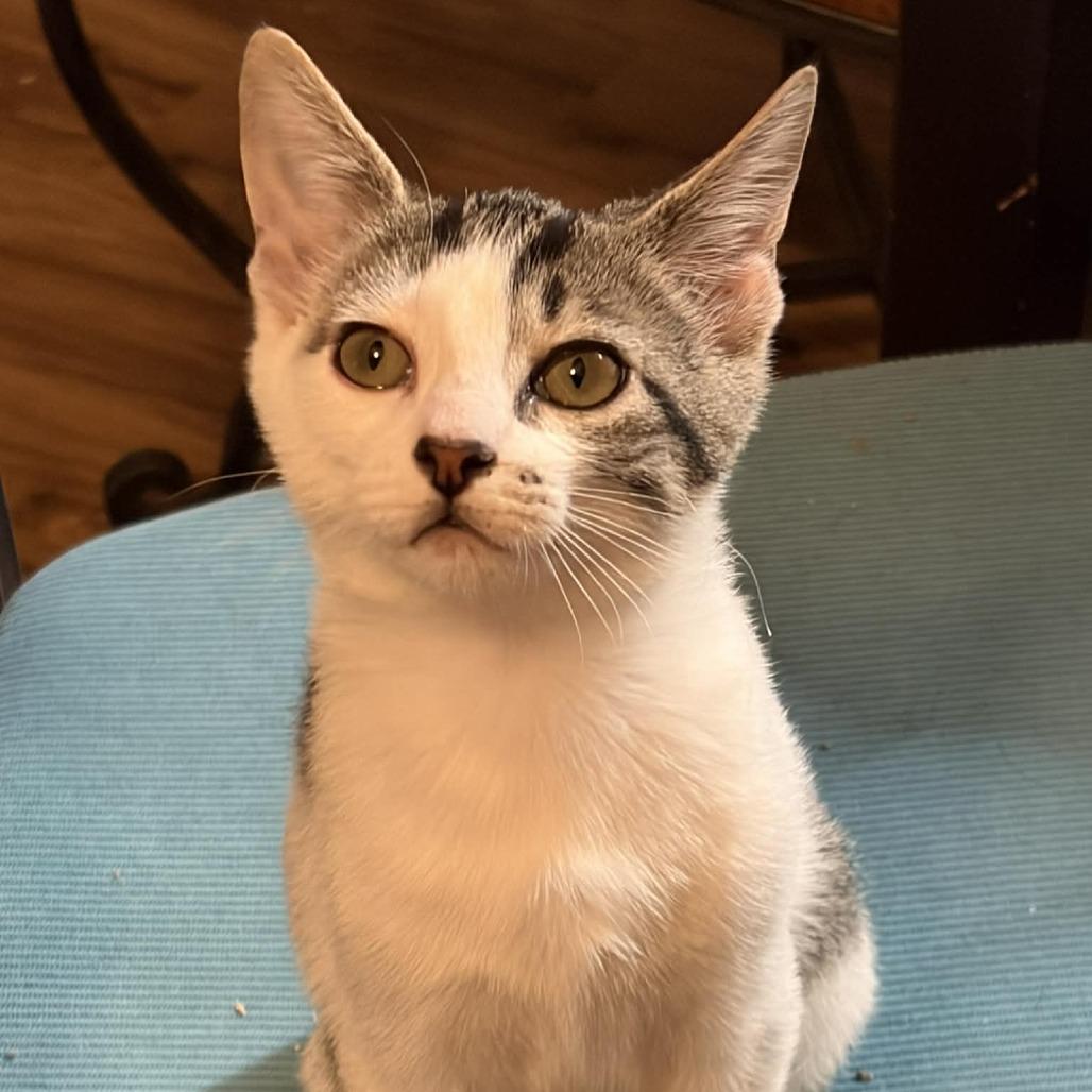 Enlarge Ringo, a Adoptable Domestic Short Hair in Kinston, NC image 2/5
