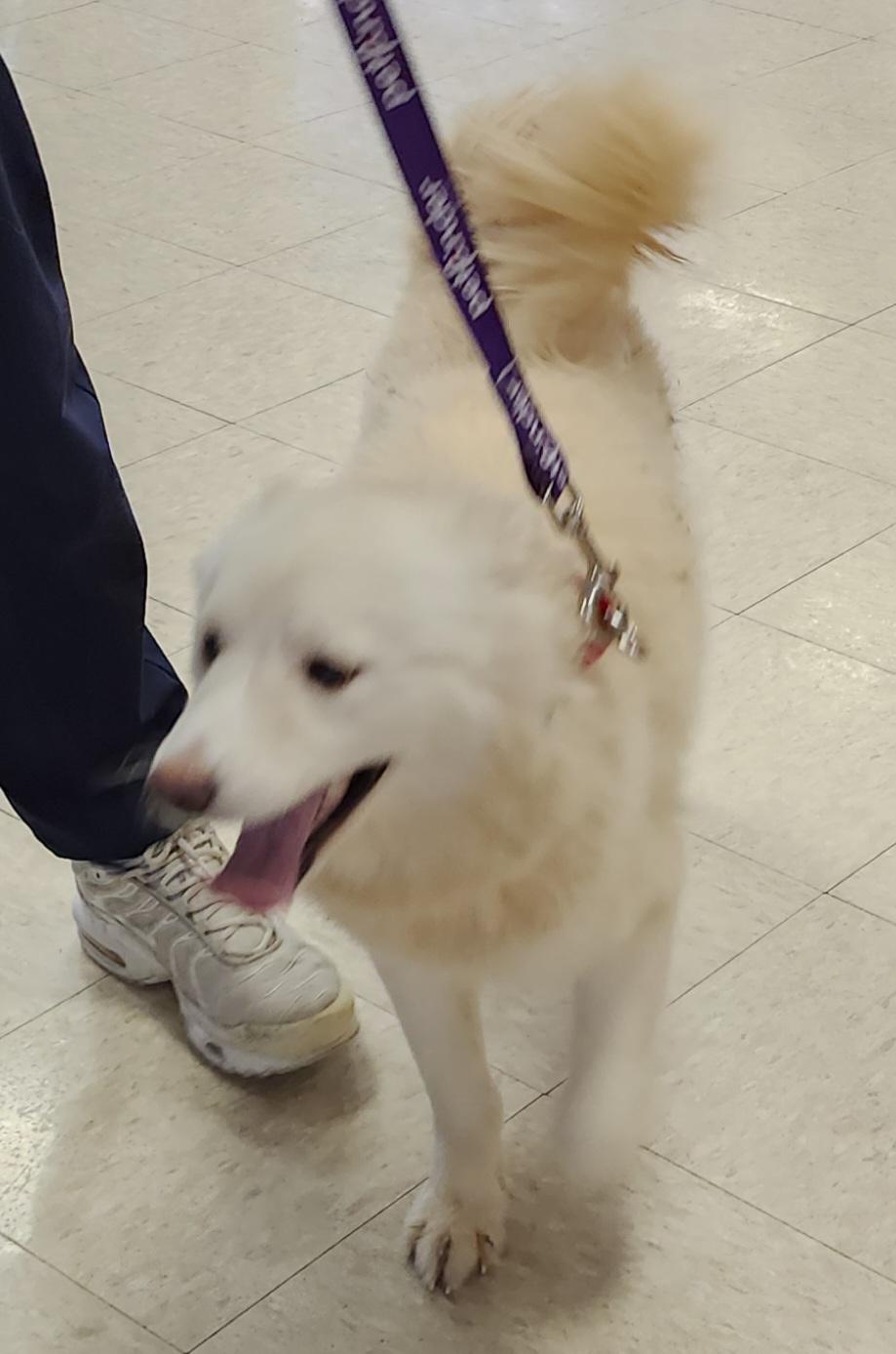 Blizzard - Adopted! 3