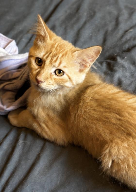 Rocco, a ADOPTABLE Domestic Medium Hair in Mississauga, ON image 2/3