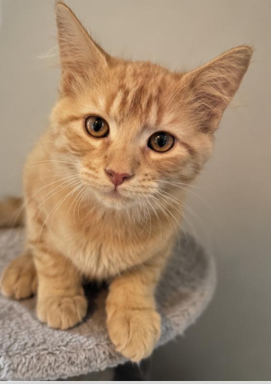 Rocco, ADOPTABLE, Kitten Male Domestic Medium Hair.